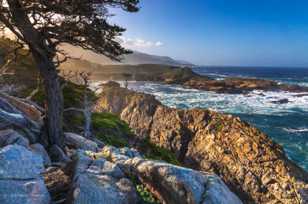 Point Lobos-3471.jpg